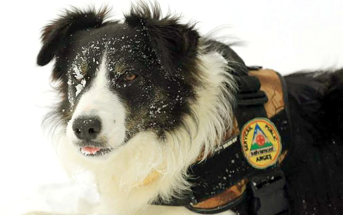 
    ”Eroul” de la Salvamont Argeș este un Border Collie de 2 ani și 4 luni  
