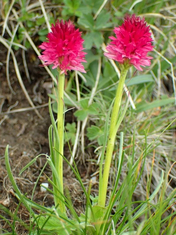 sangele voinicului