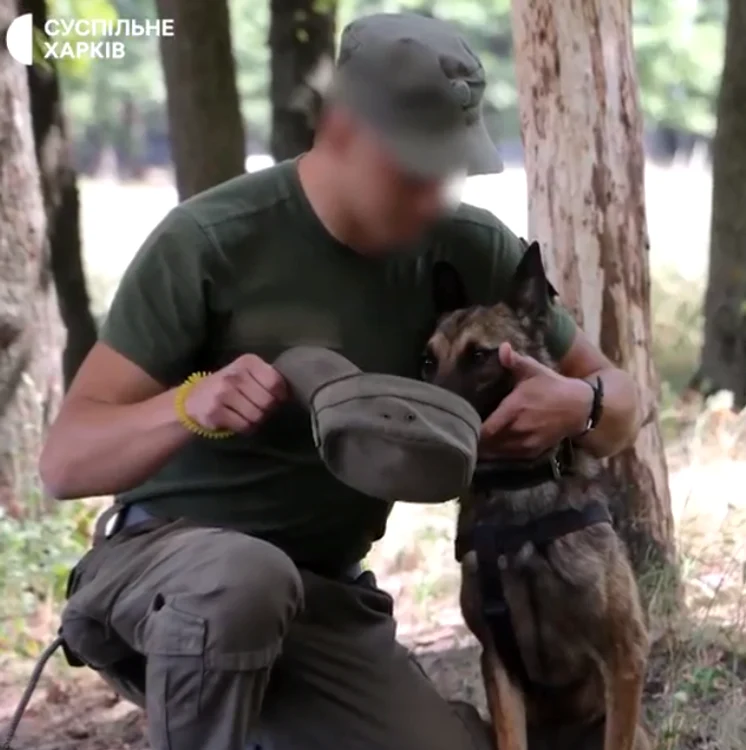 Jackie  este un câine antrenat să poată găsi oameni și muniție Foto: captură video