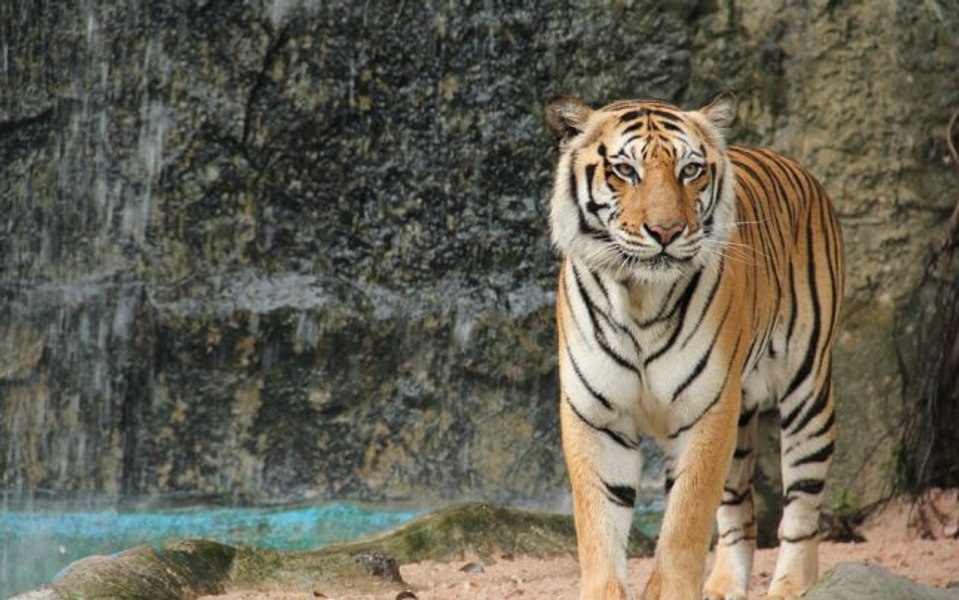 Angajată a unei grădini zoologice, atacată de un tigru, în timp ce curăţa cuşca animalului