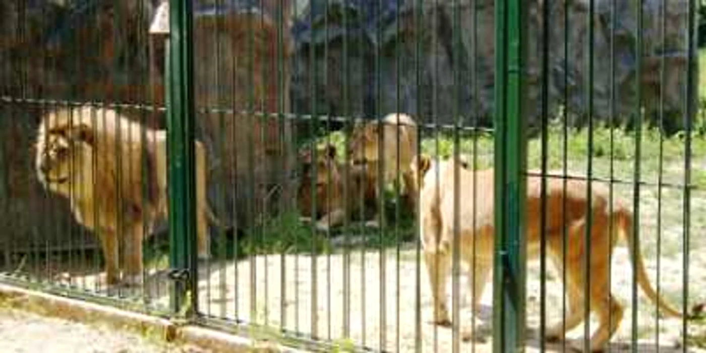 Ploieşti: Animalele de la Zoo suferă din cauza caniculei