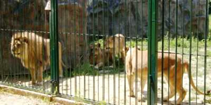 Ploieşti: Animalele de la Zoo suferă din cauza caniculei