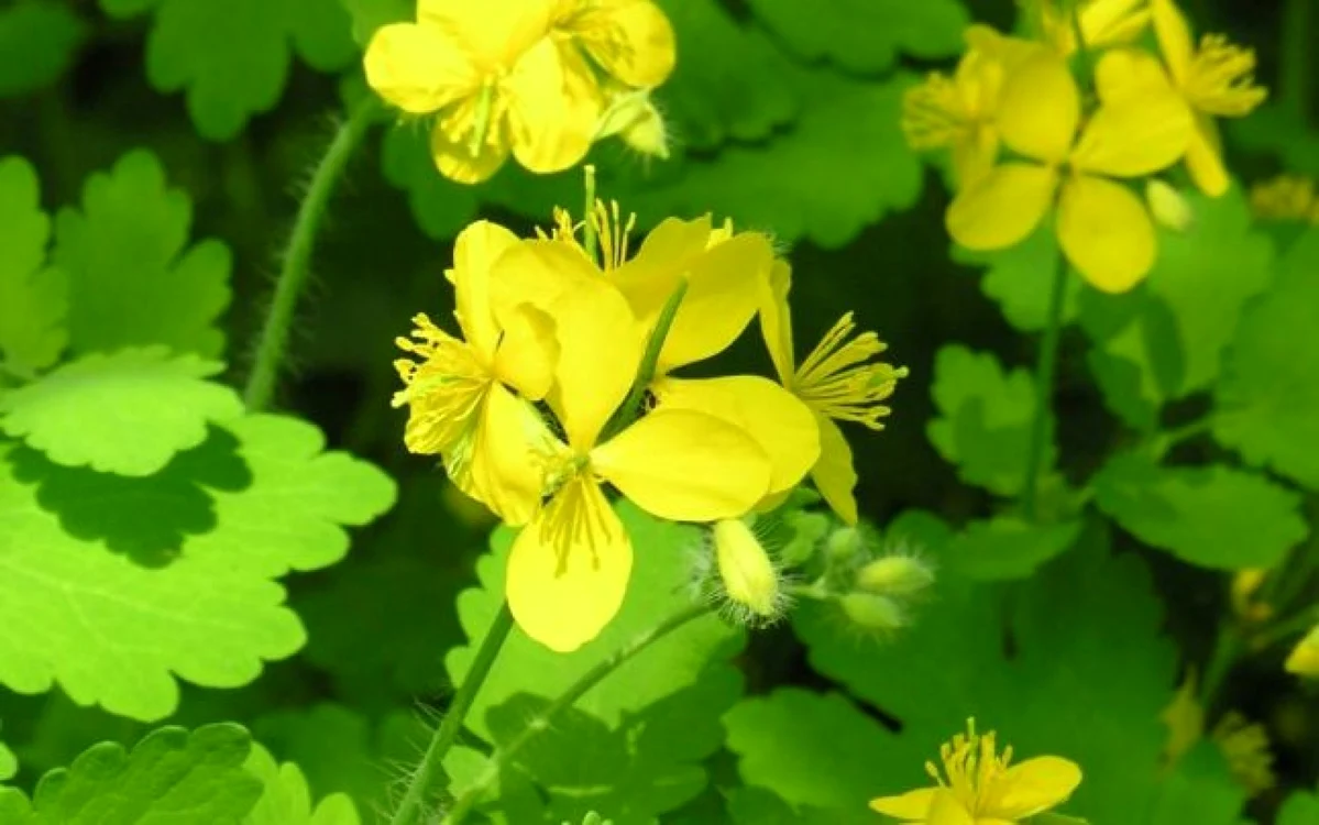 Flori de primăvară din pădure rostopasca 