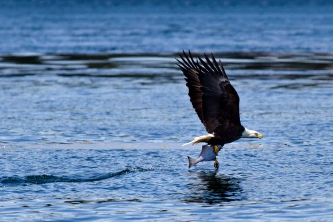 Vulturul a furat mâncarea leului de mare (FOTO CATERS)