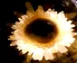 calarasi pestera