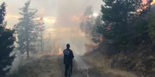 Arde pădurea de răşinoase de pe Muntele Cozia