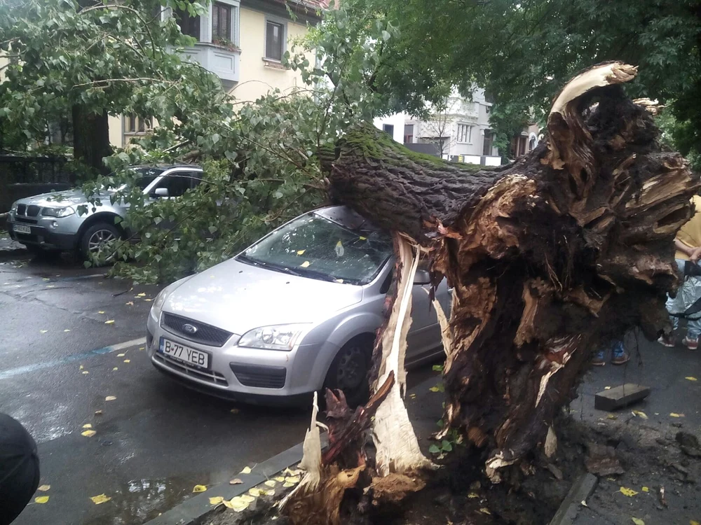 
    Acest copac uriaș a căzut peste două mașini parcate pe strada Roma  