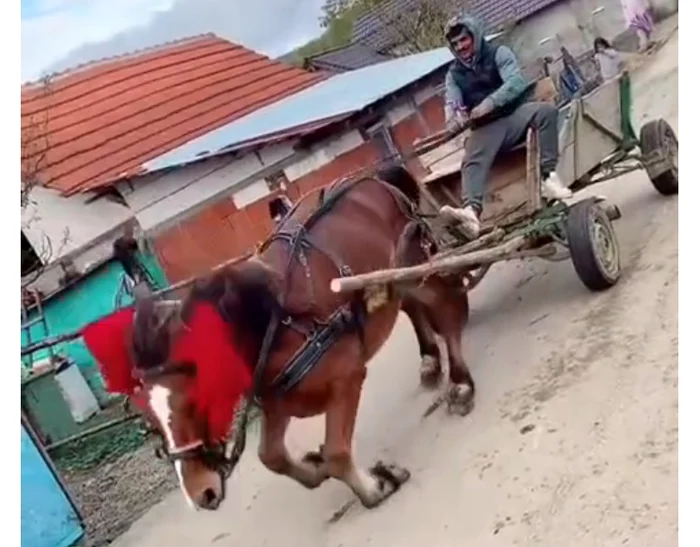 Animalul a fost chinuit de individ. FOTO captură Tiktok @floremondialusefulfemeilor