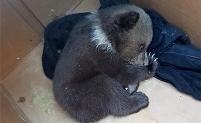 Un pui de somn, după perioada grea