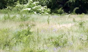 7 act 1 zimbru evadat jpeg