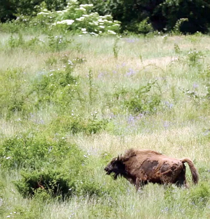 Houdini, înainte să dispară în pădureFoto: Cătălin Georgescu / WWF