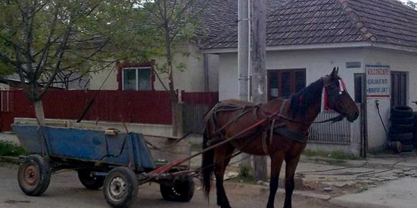 Localnicul a furat calul sub pretextul că îl pierduse în urmă cu 3 ani şi acum l-a găsit