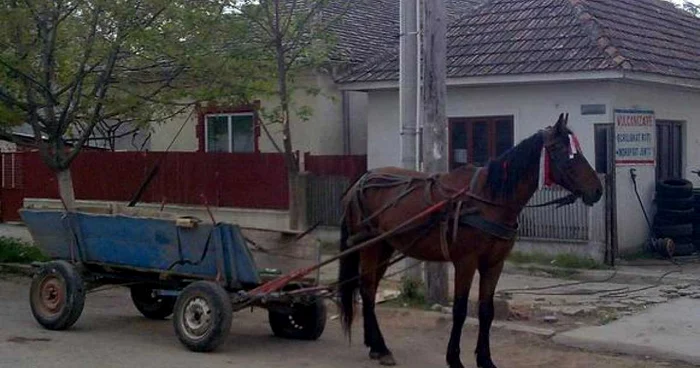 Localnicul a furat calul sub pretextul că îl pierduse în urmă cu 3 ani şi acum l-a găsit