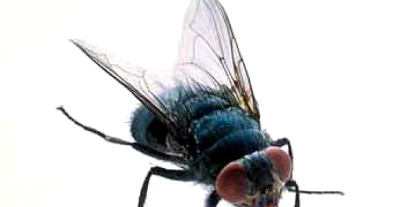 musca