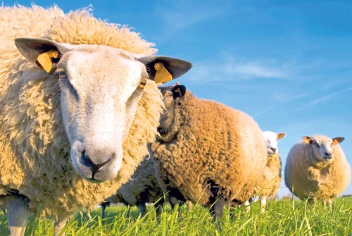 1 46624 original jpg jpeg