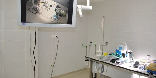 Clinica Veterinara Timisoara