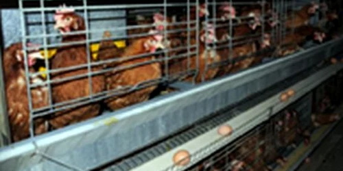UE vrea interzicerea creşterii găinnilor în baterii, din 2012