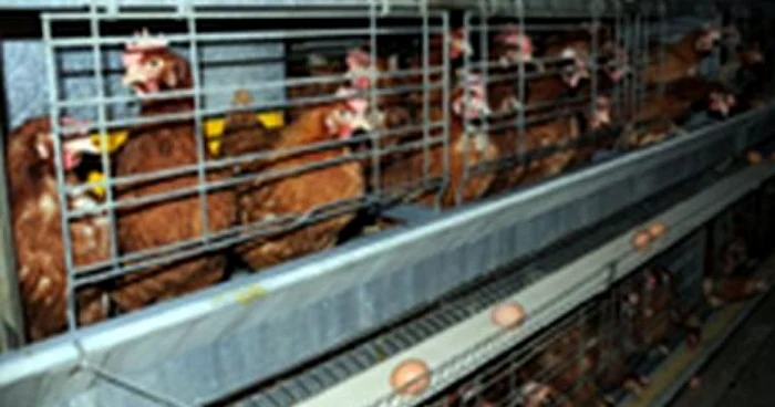 UE vrea interzicerea creşterii găinnilor în baterii, din 2012