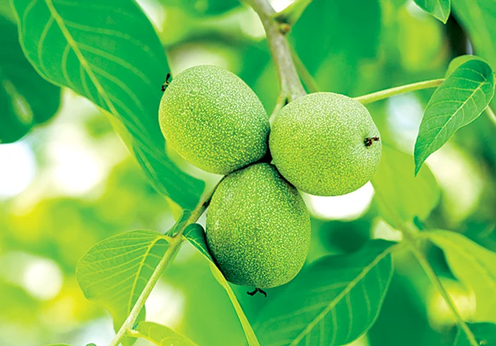 Coaja tratează  stomacul