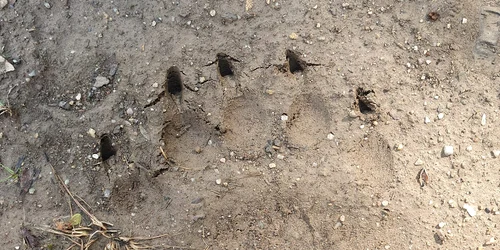 urme urs samburesti olt   foto primar samburesti iulian preda jpg