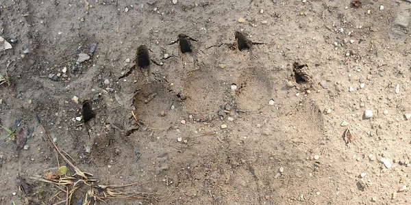 urme urs samburesti olt   foto primar samburesti iulian preda jpg
