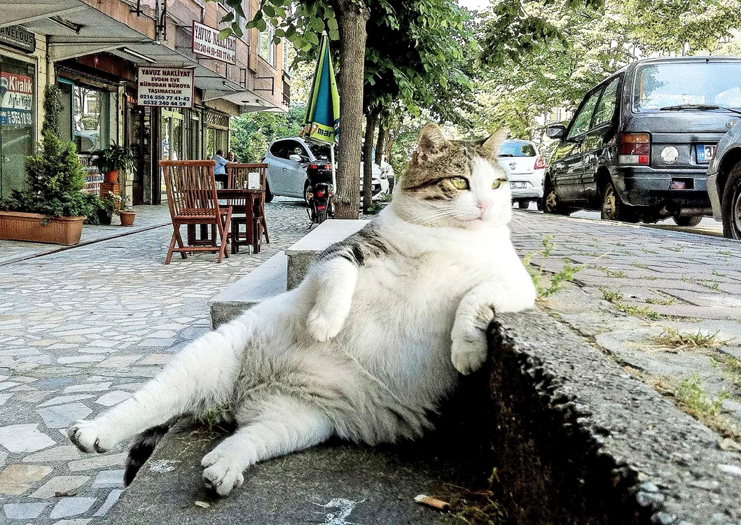 
    Foto: Photoland, Caters  