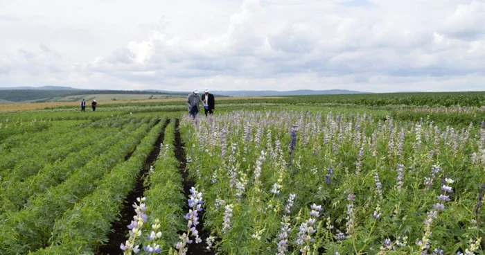 Lupinul plantat în Ferma Ezăreni a Facultăţii de Agricultură din Iaşi Foto Facebook
