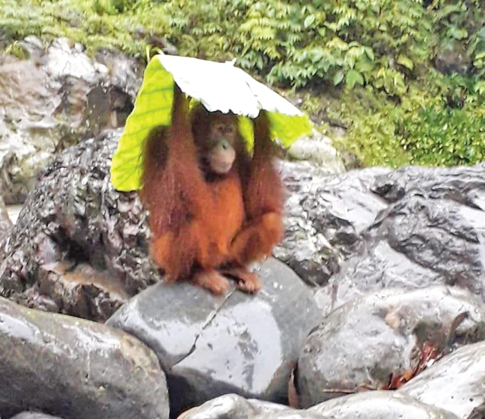 
    Oare mai ţine mult  ploaia asta?  O lună, două?  