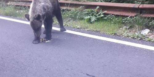 urs Transfagarasan 1 jpg