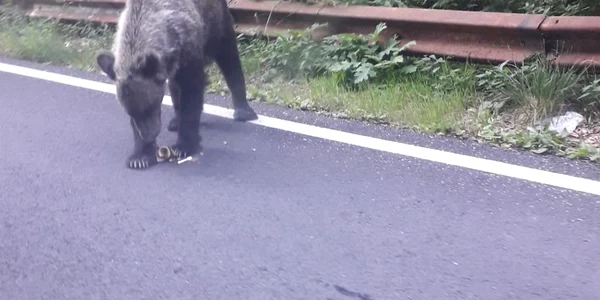 urs Transfagarasan 1 jpg