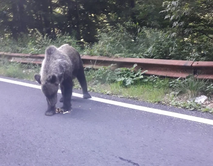 Prezenţa urşilor pe Transfăgărăşan a devenit o obişnuinţă. Foto Adevărul