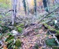 Drumul spre peștera din Valea Rea Foto Daniel Guță (34) jpg