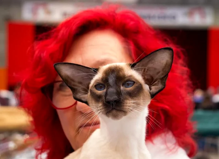 DOROTKA II UFNE KOTY JW DSM jpg