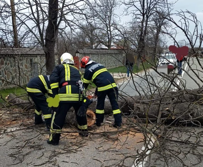 Copac prăbuşit la ieşirea din Piteşti, Argeş. Foto ISU Argeş