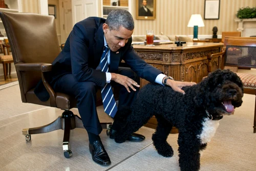 bo caine barack obama. Foto Profimedia