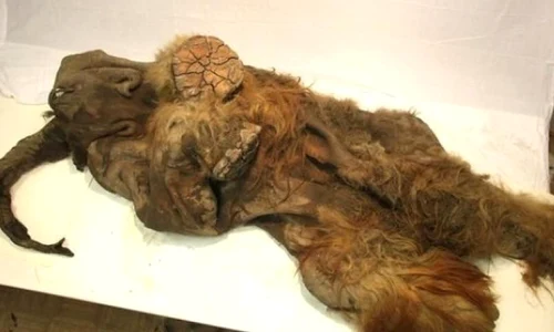 Un pui de mamut perfect conservat dezvaluie unul din secretele supravietuirii speciei umane jpeg