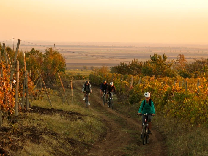 Turismul pe bicicletă printre podgoriile din zona Dealu Mare, o experienţă inedită. FOTO Cycling Romania