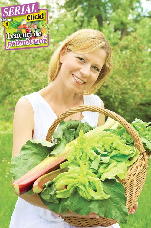 
    Pe lângă minerale, ştevia şi măcrişul, două specii perene foarte înrudite, conţin cantităţi apreciabile de acid ascorbic (vitamina C)  