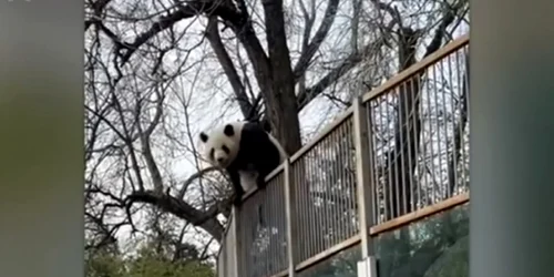 urs panda beijing foto captura video