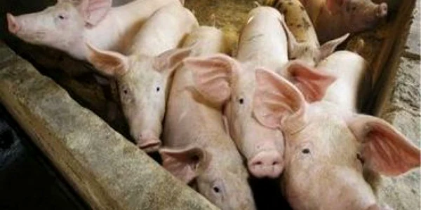 Carnea de porc din România are liber la export!