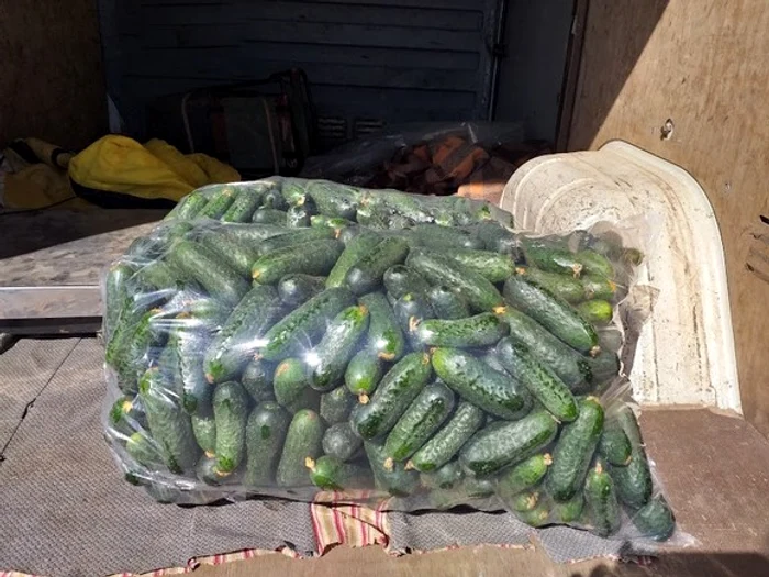 Munca celor care au cultivat castraveți a fost aproape în zadar