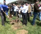 plantare copaci
