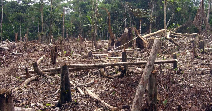 ITRSV a stabilit că în Dâmboviţa s-au tăiat 1,5 ha de pădure în mod ilegal