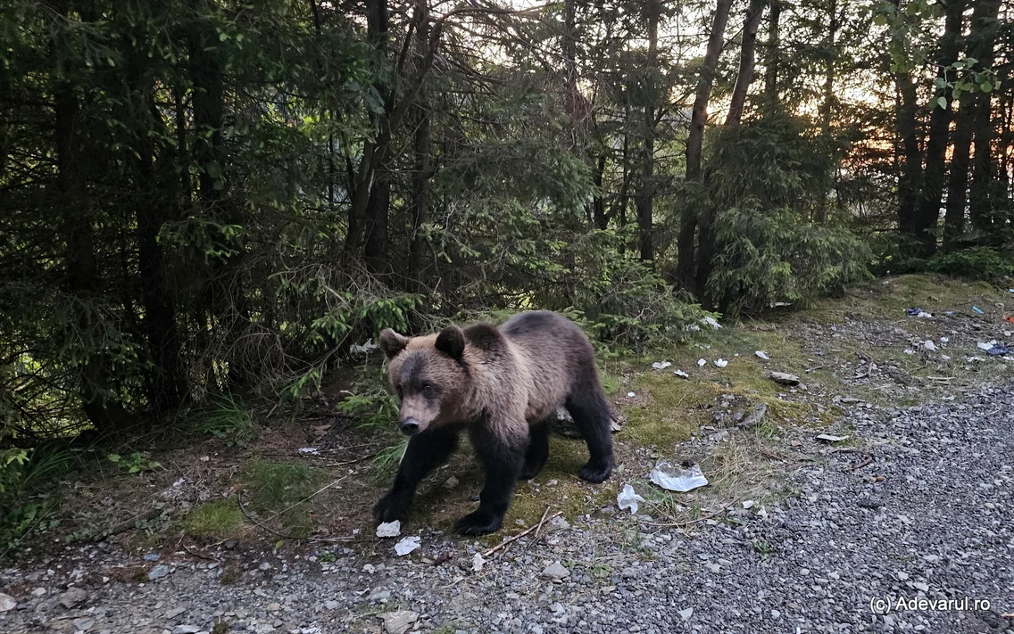 Urs pe Transfăgărășan  Foto Daniel Guță ADEVĂRUL      (2) jpg