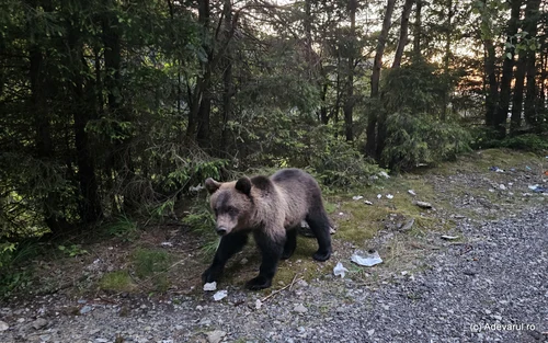 Urs pe Transfăgărășan  Foto Daniel Guță ADEVĂRUL      (2) jpg
