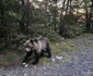 Urs pe Transfăgărășan  Foto Daniel Guță ADEVĂRUL      (2) jpg