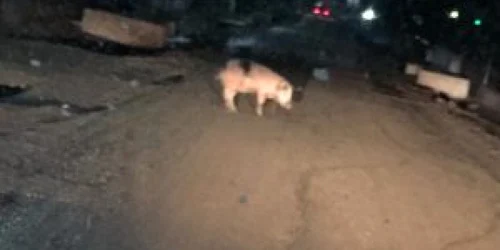 porc