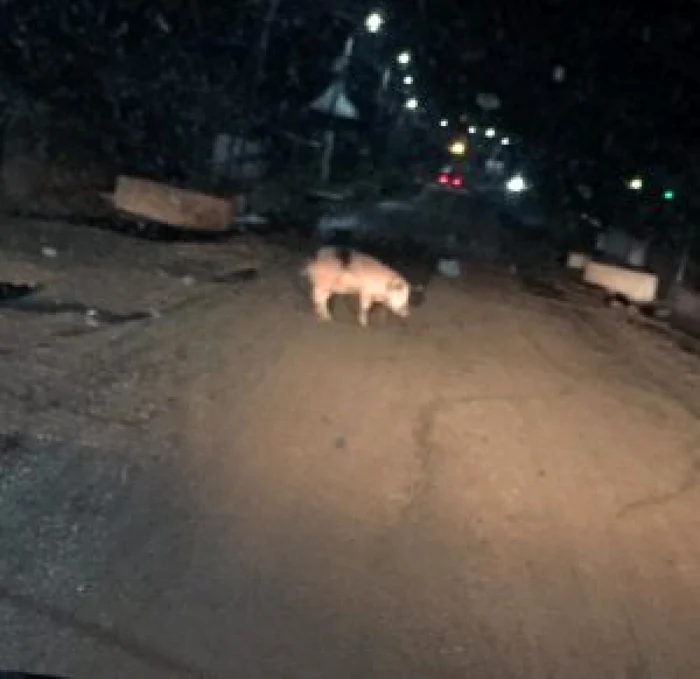 Porcul din Flămânzi se plimba nestingherit pe stradă FOTO Viciriuc Cosmin/Radar Botoşani Oficial