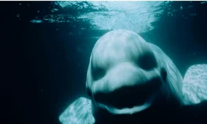 CLIIMA20121023 0003 1 jpeg