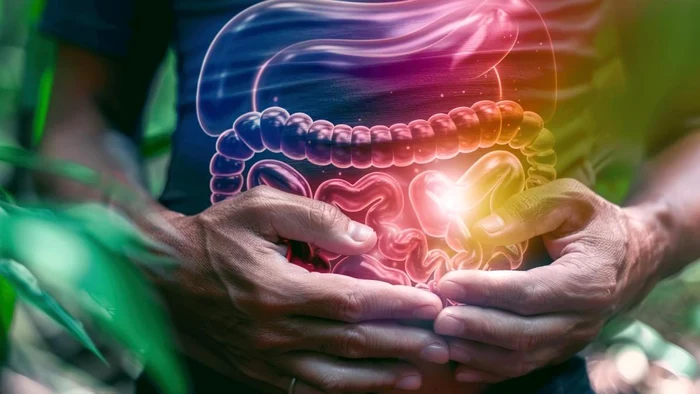 Cât de repede „lucrează” intestinul tău?